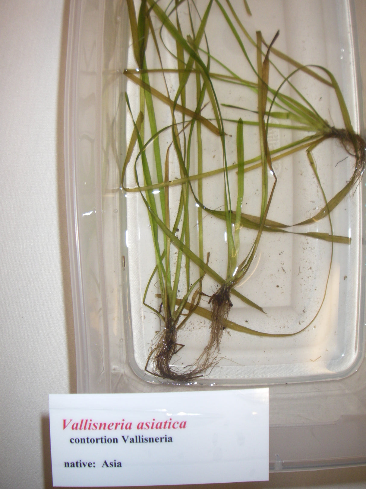 Aquatic Plant ID