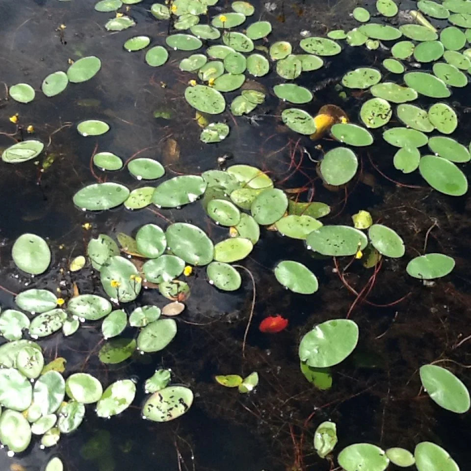 Floating green lily pads and yellow flowers on a freshwater lake, Lake Pulse water testing context