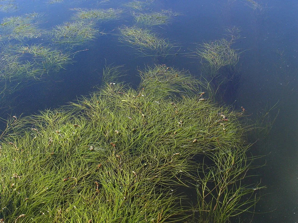 Aquatic lake weeds growing underwater, clear water, Lake Pulse environmental monitoring