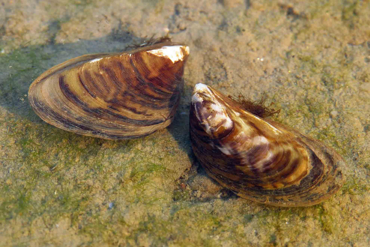 Zebra Mussel eDNA & eRNA Test