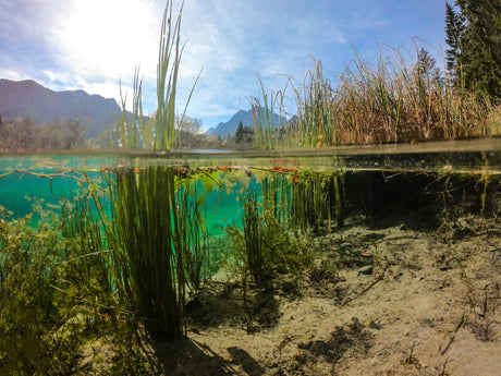 From Barcodes to Biodiversity: How DNA Unlocks the Secrets of Lake Health