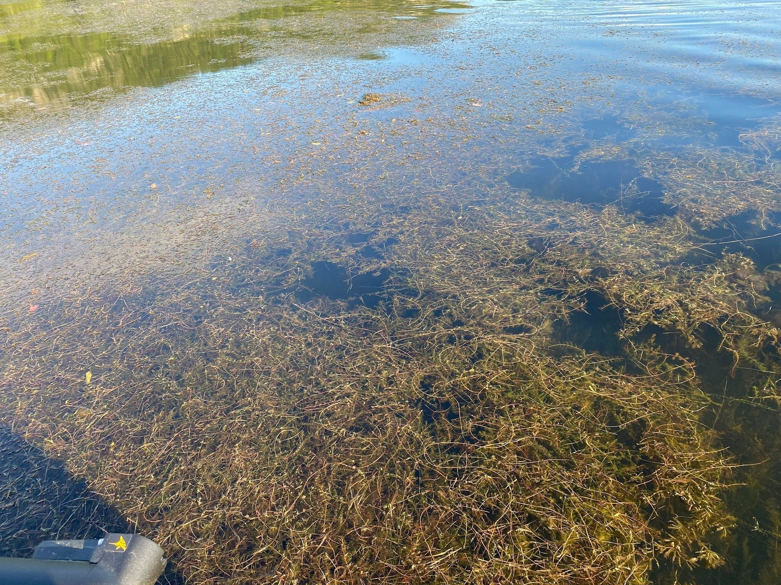 Lake Weeds Are Winning—But Lake Pulse Is Turning the Tide