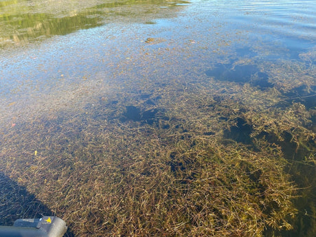 Lake Weeds Are Winning—But Lake Pulse Is Turning the Tide
