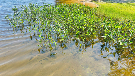 If You Don’t Know Your Lake’s Weeds, You’re Already Behind