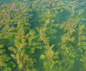 Aquatic Plants (Bundle)