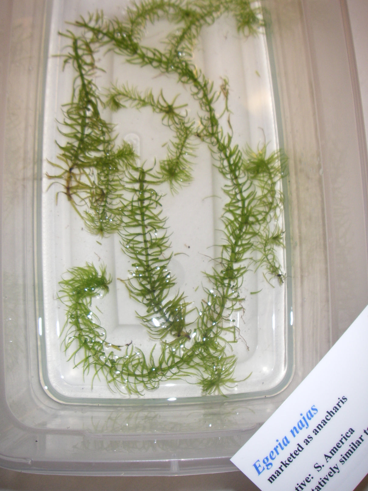 Aquatic Plant ID
