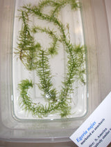 Aquatic Plant ID