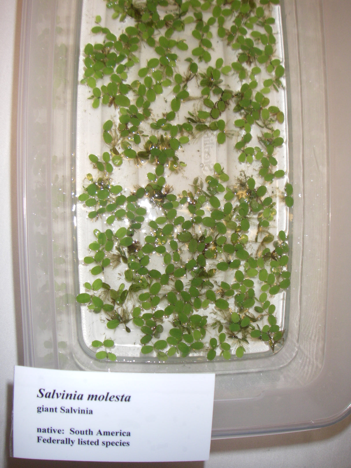 Aquatic Plant ID