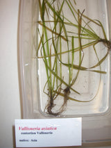 Aquatic Plant ID