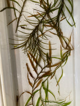 Aquatic Plant ID