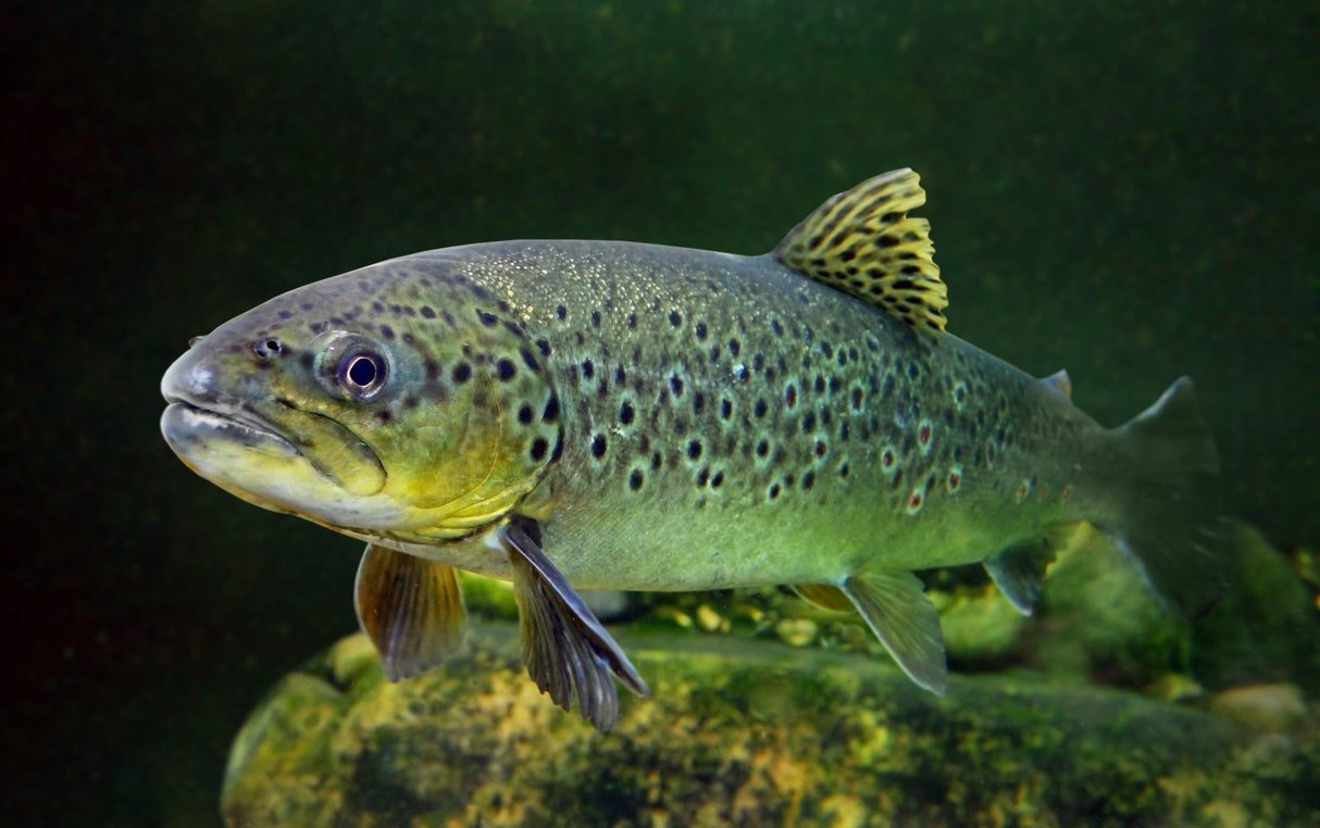 eDNA Test Kits (3 tests)