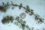 Aquatic Plant ID